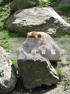 網貸還不起利息爆漲 網貸還不起利息爆漲