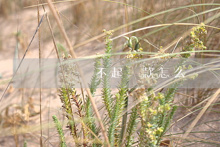 網貸還不起貸款怎么辦(網貸還不起來了怎么辦)