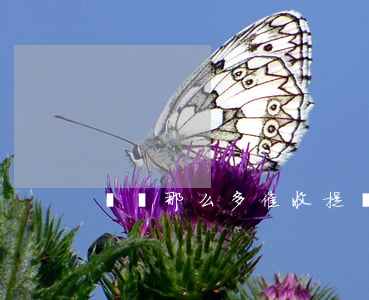 網貸那么多催收,提給誰（網貸那么多催收）