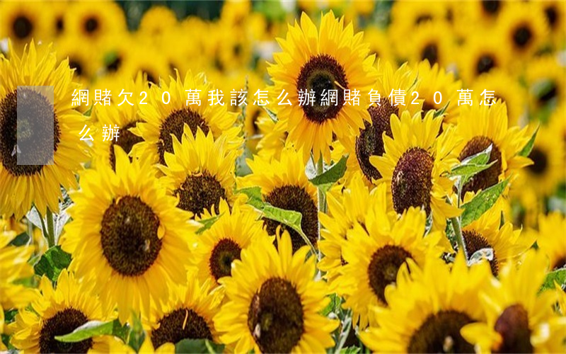 網賭欠20萬我該怎么辦(網賭負債20萬怎么辦)