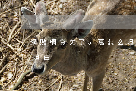 網賭網貸欠了5萬怎么坦白(網賭欠5萬不敢坦白)