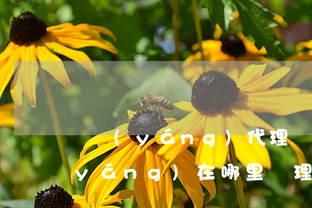 綿陽(yáng)代理離婚案多少錢?(綿陽(yáng)在哪里辦理離婚手續(xù))