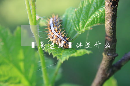 緊急逮捕條件是什么