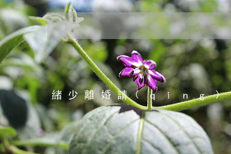 緒少離婚請(qǐng)簽字