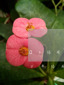 線上信用卡逾期人數(shù)多-2020年信用卡逾期人數(shù)超多少了