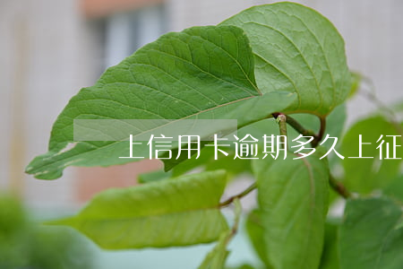 線上信用卡逾期多久上征信(信用卡 逾期多久)