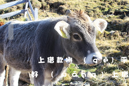 線上借款哪個(gè)平臺(tái)口碑好(網(wǎng)上借款平臺(tái)哪個(gè)靠譜一點(diǎn))