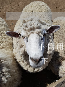 線下信用卡逾期怎么辦(線上信用卡被拒可以線下嗎)