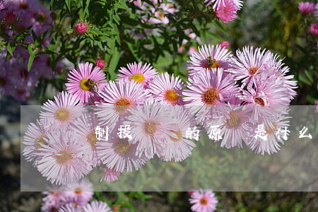 編制投標書的原則是什么