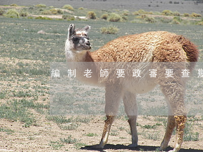 編制老師要政審要查幾代(當老師需要政審)