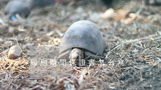 緩刑期間保證書怎么寫