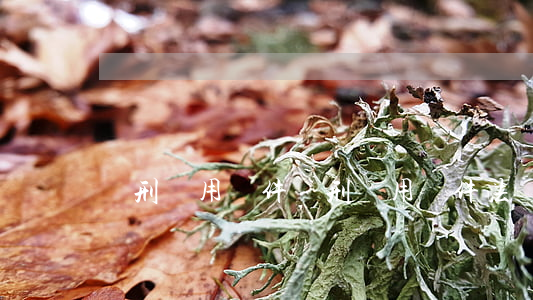 緩刑適用條件(緩刑適用條件法條)