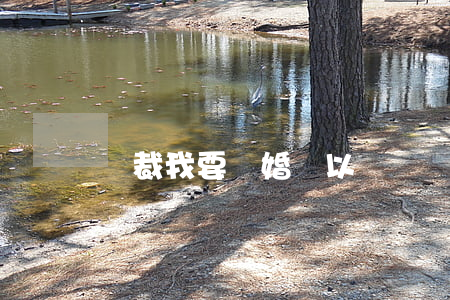 總裁我要離婚葉以寧