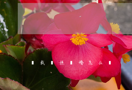總裁總提離婚怎么辦