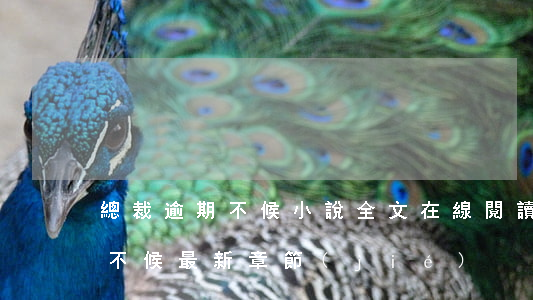 總裁逾期不候小說全文在線閱讀-總裁逾期不候最新章節(jié)