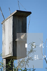 繼子代位繼承權(quán)嗎(代位繼承人一般只能繼承)