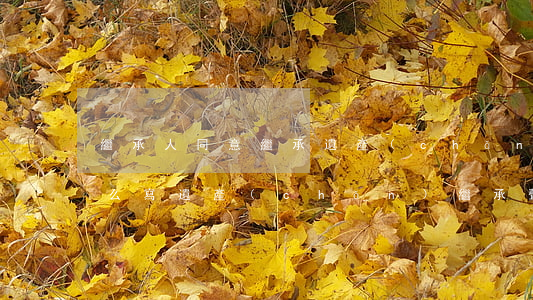 繼承人同意繼承遺產(chǎn)的通知怎么寫(遺產(chǎn)繼承聲明書(shū)怎么寫)