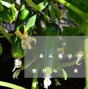 繼承人履行什么手續(xù)(繼承開始后按照什么繼承辦理)