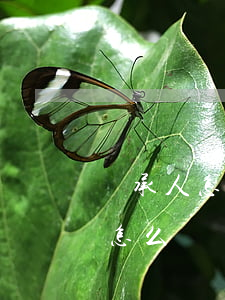 繼承人怎么知道真遺囑(立遺囑人去世,繼承人怎么樣繼承房產(chǎn))
