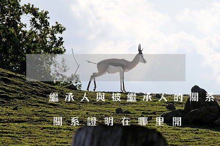 繼承人與被繼承人的關系證明怎么開(繼承人關系證明在哪里開)