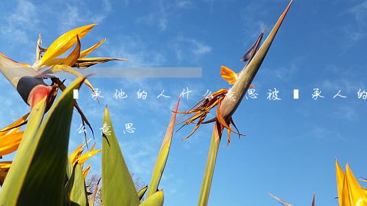 繼承他的人什么意思(被繼承人的繼承人是什么意思)