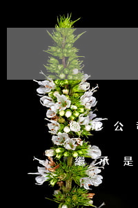 繼承公司屬于夫妻共同財產(chǎn)嗎(繼承是個人財產(chǎn)還是夫妻共同財產(chǎn))