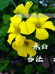 繼承公證子女人數(shù)可做假嗎(公證合法繼承人)