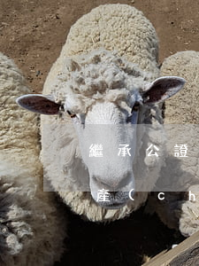 繼承公證帶什么(去公證處公證財(cái)產(chǎn)繼承需要帶什么)