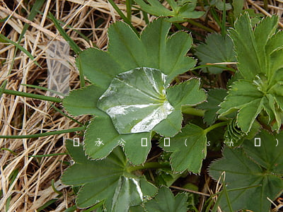 繼承公證書(shū)怎么寫(xiě)