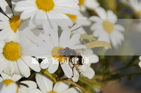 繼承官司律師