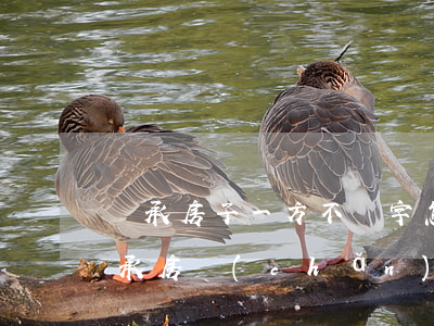 繼承房子一方不簽字怎么辦(夫妻雙方一方繼承房產(chǎn)需要另一方簽字嗎)
