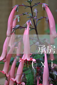 繼承房產(chǎn)棄權(quán)協(xié)議怎么寫(放棄房屋繼承權(quán)協(xié)議書范本)