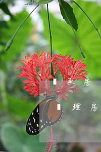 繼承房產(chǎn)的手續(xù)怎么辦理(房產(chǎn)繼承需要什么手續(xù)怎么辦)
