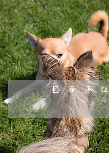 繼承承租房有什么條件(租賃房屋可以繼承嗎)