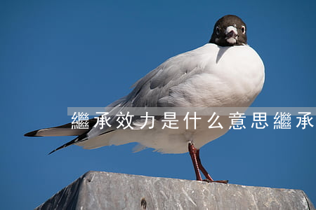 繼承效力是什么意思(繼承的效力)