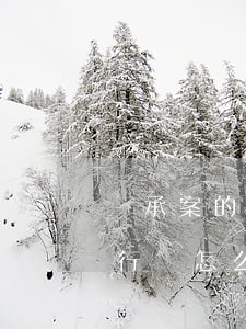 繼承案的強(qiáng)制執(zhí)行書怎么寫(申請(qǐng)法院強(qiáng)制執(zhí)行書怎么寫?)