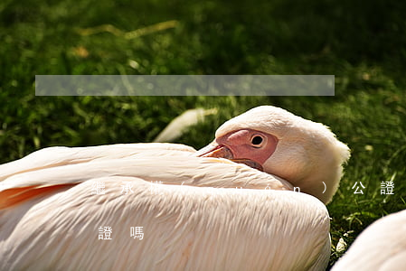 繼承權(quán)公證有效嗎(繼承必須公證嗎)