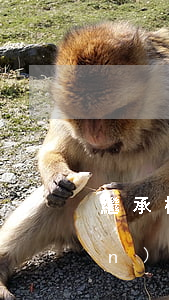 繼承權(quán)的喪失(繼承權(quán)的喪失)