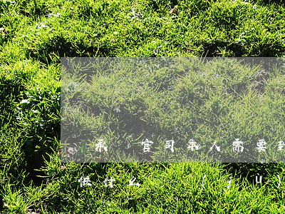 繼承權官司本人需要到場嗎(繼承官司需要提供什么證據(jù))