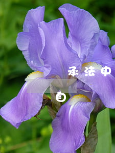 繼承法中自書遺囑有爭議怎么辦呢(繼承法中自書遺囑有爭議怎么辦呢)
