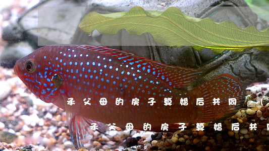 繼承父母的房子算婚后共同產(chǎn)嗎(繼承父母的房子算婚后共同產(chǎn)嗎)