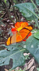 繼承用作公證嗎(法定繼承和公證繼承的區(qū)別)