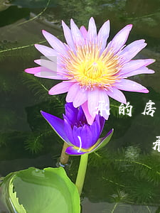 繼承的房子婚后財(cái)產(chǎn)嗎(繼承算不算婚后財(cái)產(chǎn))