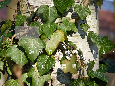 繼承的房產(chǎn)怎么賣合適(繼承房屋可以賣嗎?)