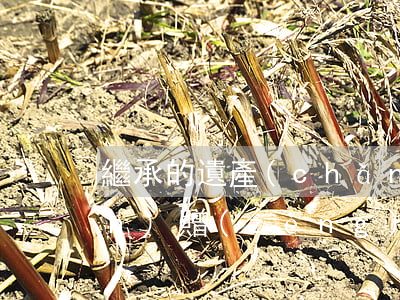繼承的遺產(chǎn)可以轉(zhuǎn)贈(zèng)嗎(遺贈(zèng)算繼承嗎)