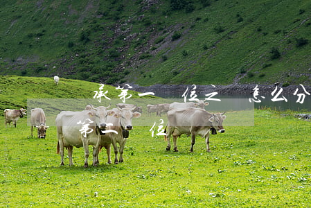 繼承第一順位之間怎么分配(繼承第一順位和第二順位)