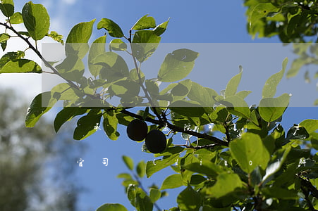 繼承糾紛法院可以調(diào)解嗎(繼承官司調(diào)解好還是判決好)