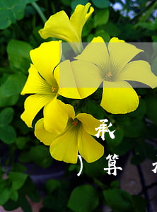 繼承糾紛的訴訟費(fèi)怎么計(jì)算(繼承訴訟費(fèi)用怎么收費(fèi))