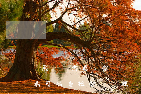 繼承糾紛需要請律師嗎(遺產(chǎn)繼承可以委托律師辦理嗎)