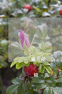 繼承訴訟被告怎么列(法定繼承糾紛如何列原被告)